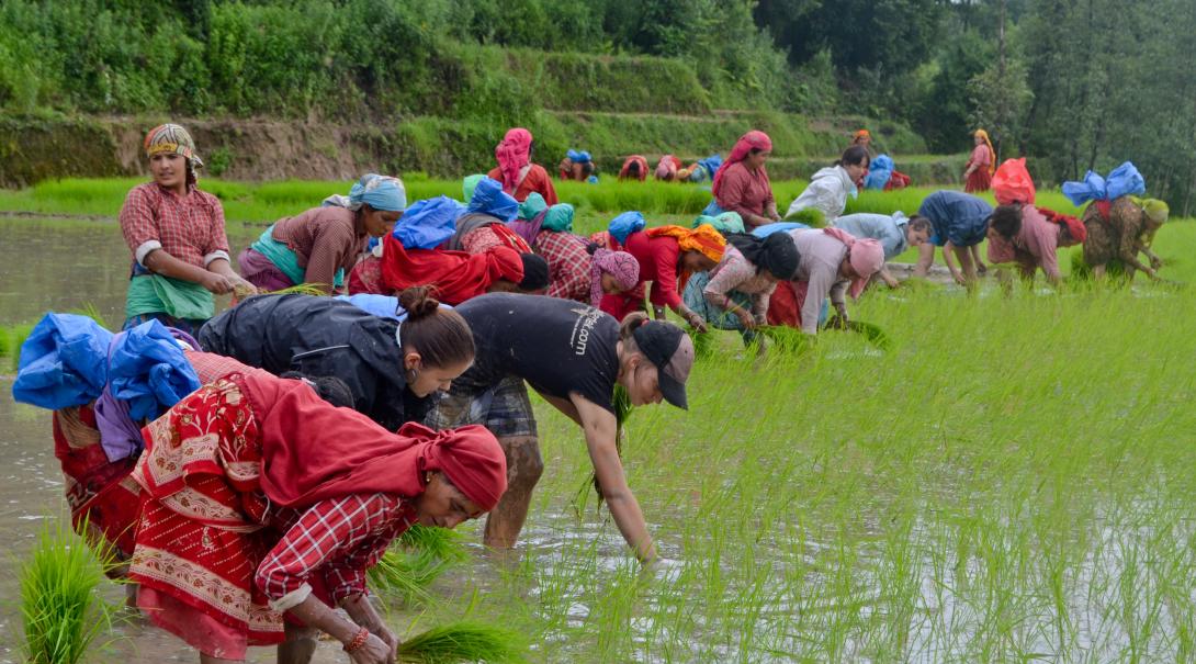 Volunteers in Nepal helping local people Volunteers in Nepal plant rice with some of the local people